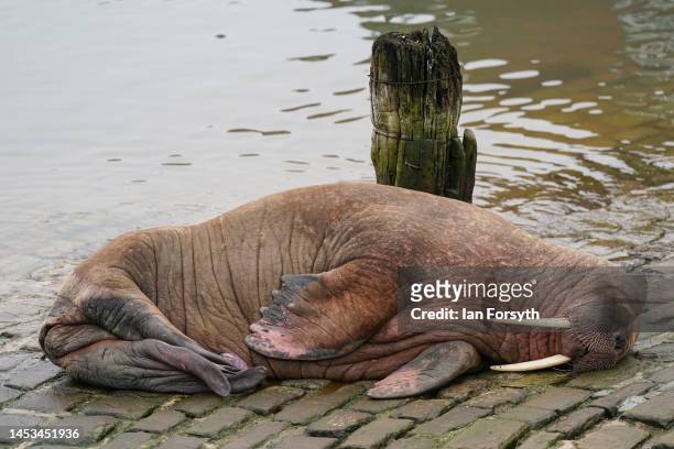Walrus is spotted resting in Scarborough Harbour on December 31, 2022 in Scarborough, England. The Arctic mammal is believed to be 'Thor', an...
