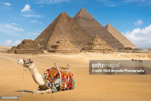 the pyramids, giza, egypt. - dromedary camel stock pictures, royalty-free photos & images