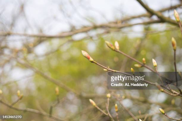 leaf buds on a sycamore tree - budding tree stock pictures, royalty-free photos & images
