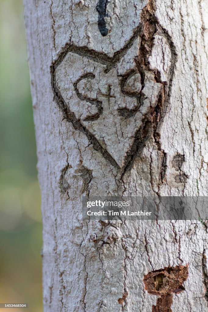Initials carved into a tree