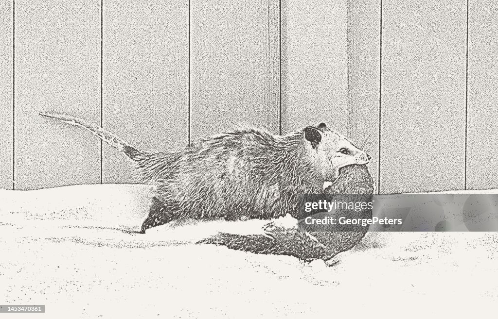 Hungry Possum