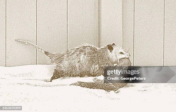 hungry possum - squirrel eating stock illustrations