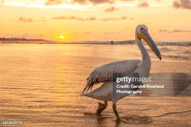 pelican sunset - banjul - fotografias e filmes do acervo