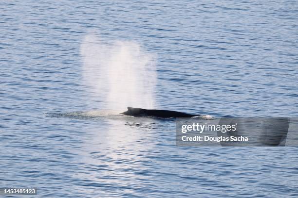 whale surfacing in the wild sea - chinesischer weißer delfin stock-fotos und bilder