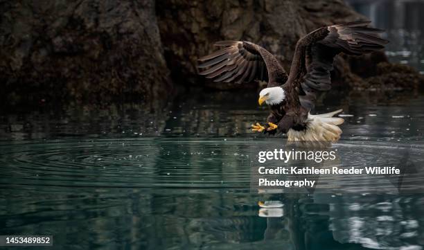 american bald eagle - homer alaska stock pictures, royalty-free photos & images