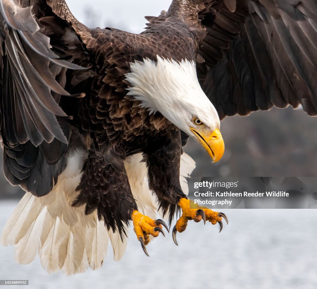 American Bald Eagle