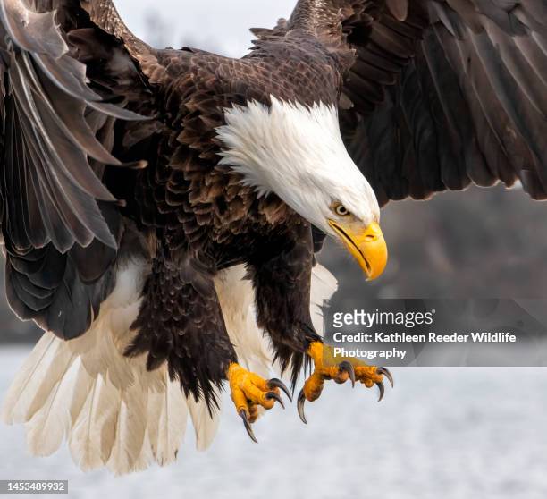 american bald eagle - 鷹 鳥 個照片及圖片檔