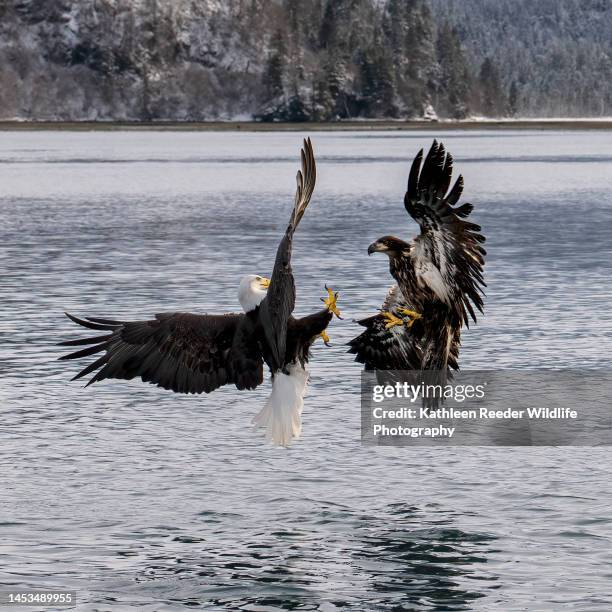 american bald eagle - bald eagle fight stock pictures, royalty-free photos & images