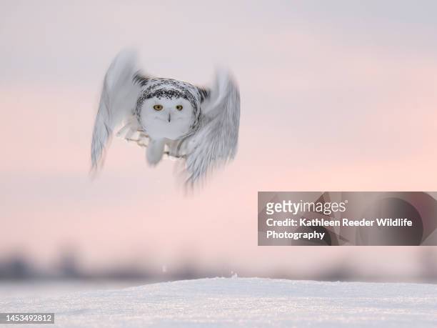 snowy owl - schnee eule stock-fotos und bilder