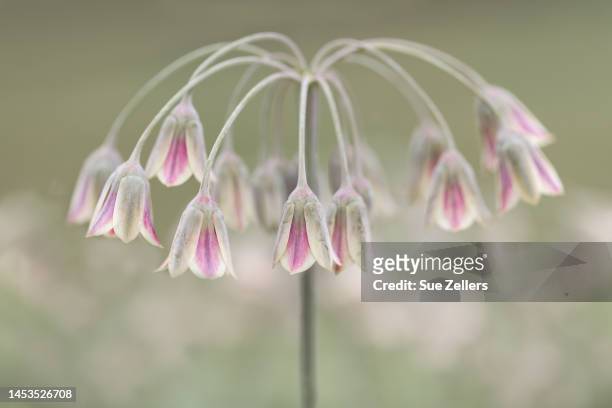 pink mediterranean bells - allium stock pictures, royalty-free photos & images