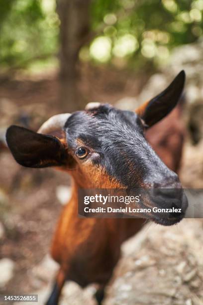 high angle frontal view portrait of a horned goat looking towards the camera in the galatzo reserve - mammal stock-fotos und bilder