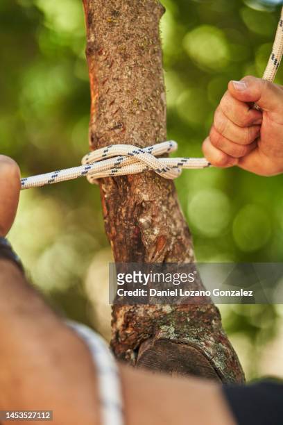 hands and arms of a standing man tying a knot with a white striped rope on a tree trunk, front view - fingertier stock pictures, royalty-free photos & images