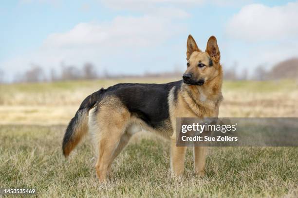 black and tan german shepherd standing in a field - pastore tedesco foto e immagini stock
