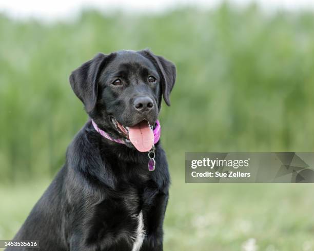 headshot of a black labrador retriever - black lab stock pictures, royalty-free photos & images