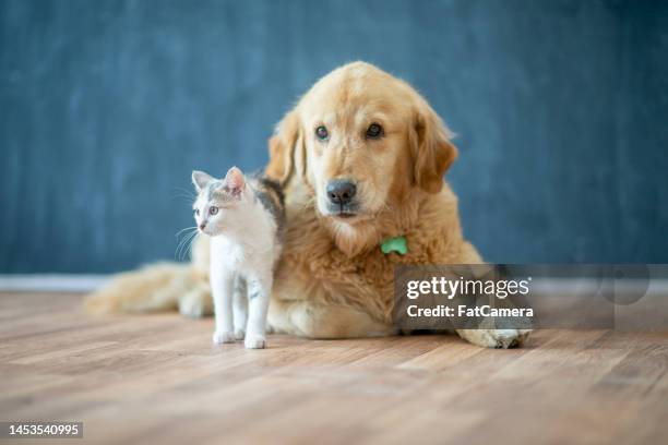 pet adoption - cat with collar stock pictures, royalty-free photos & images