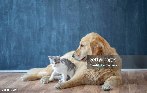 pet adoption - dog and cat sitting stock pictures, royalty-free photos & images