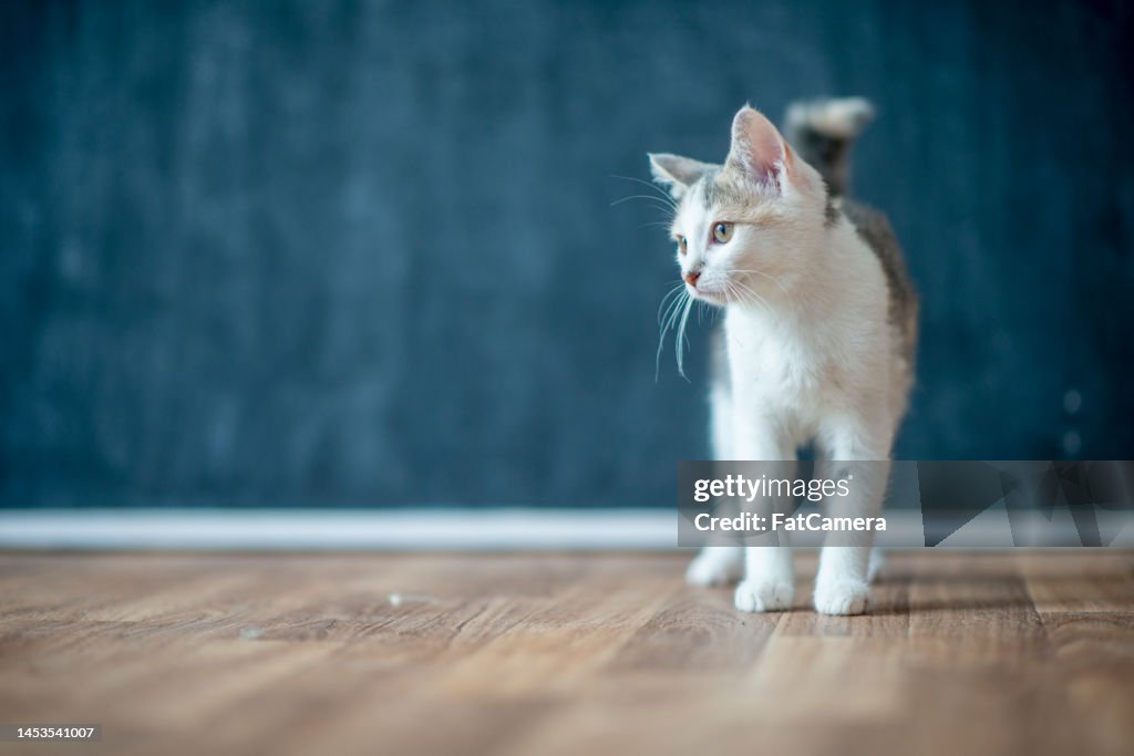Cat Adoption Portrait
