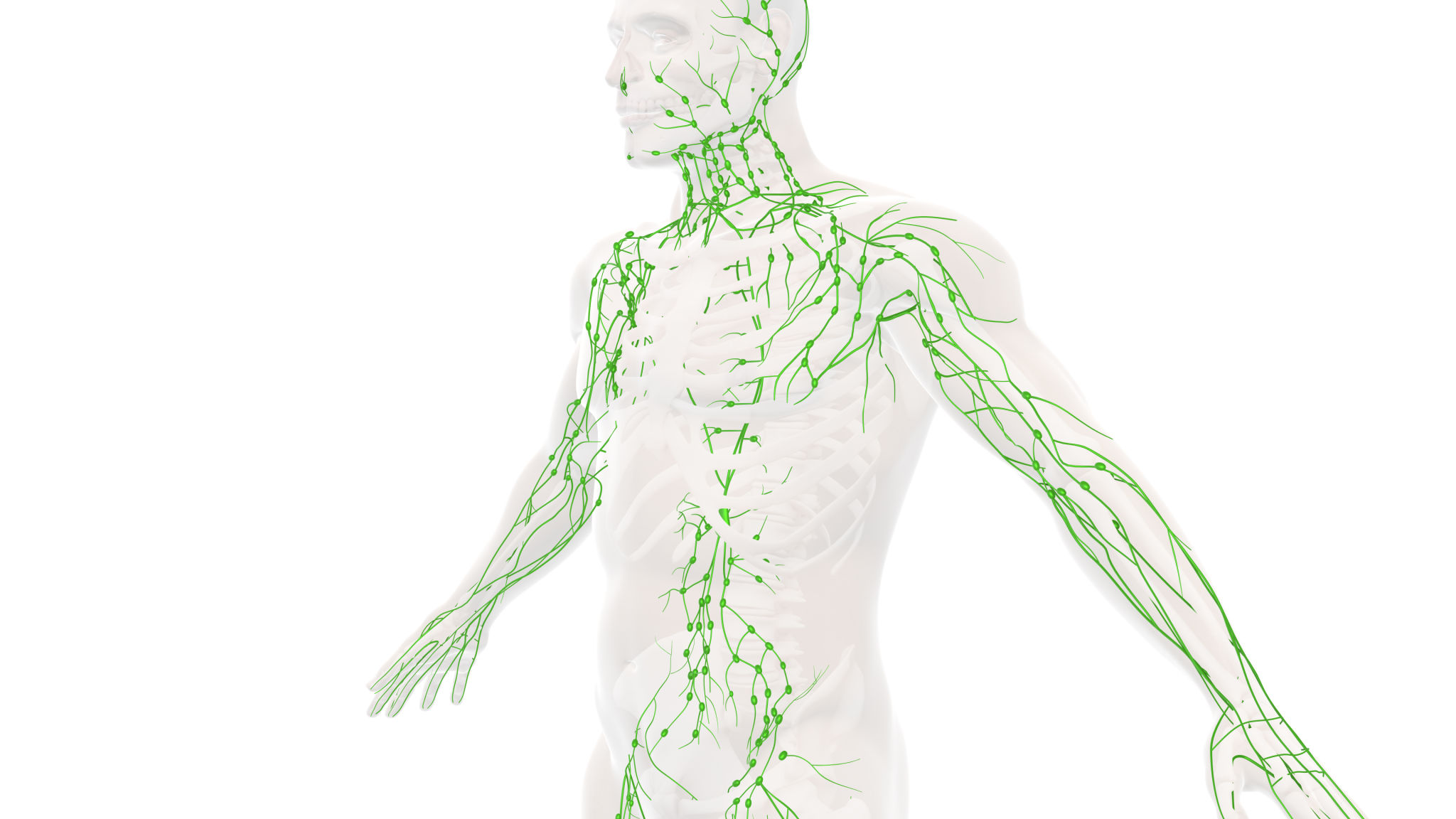 immune system diagram