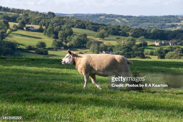 a texel sheep in the uk countryside in summer - sheep walking stock pictures, royalty-free photos & images