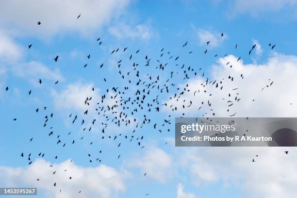 a murder of crows against a blue sky - dead crow stock-fotos und bilder