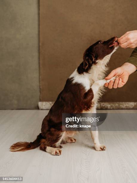 cute dog and his owner in studio learning tricks - springer spaniel bildbanksfoton och bilder