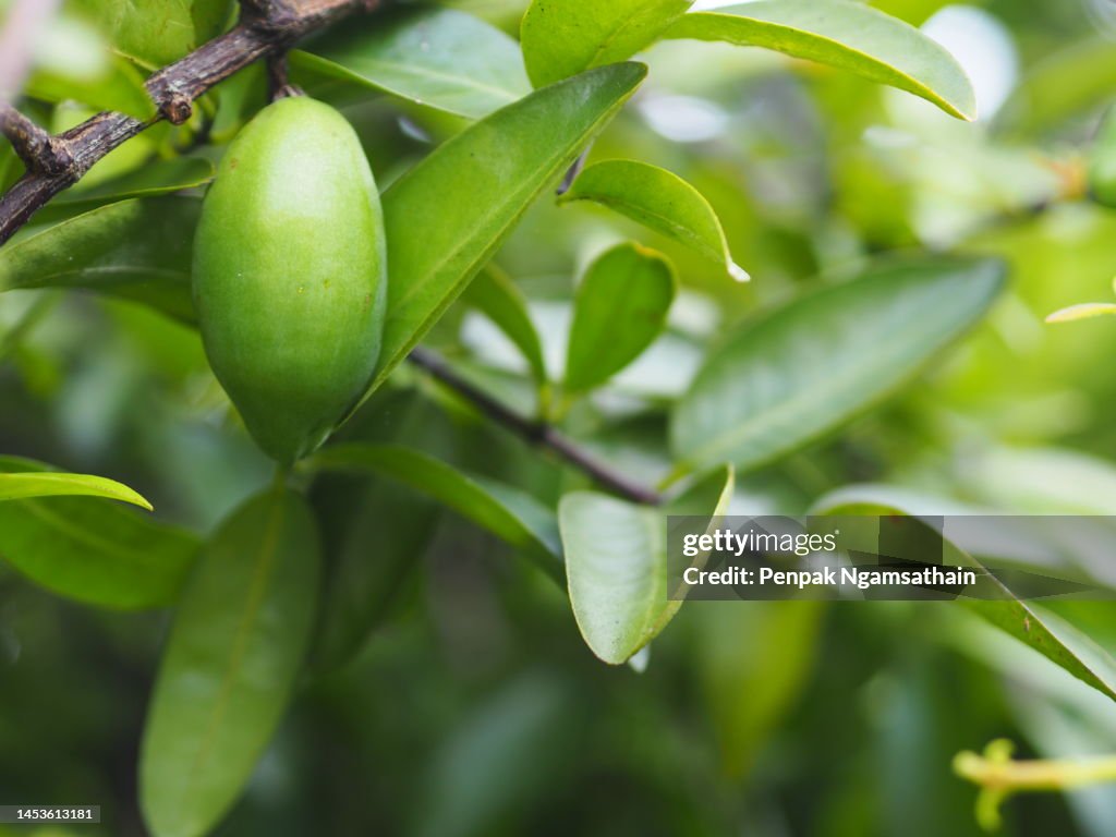 Garcinia schomburgkiana pierre, Garcinia schomburgkiana, green sour fruit Thai tree blooming garden nature background