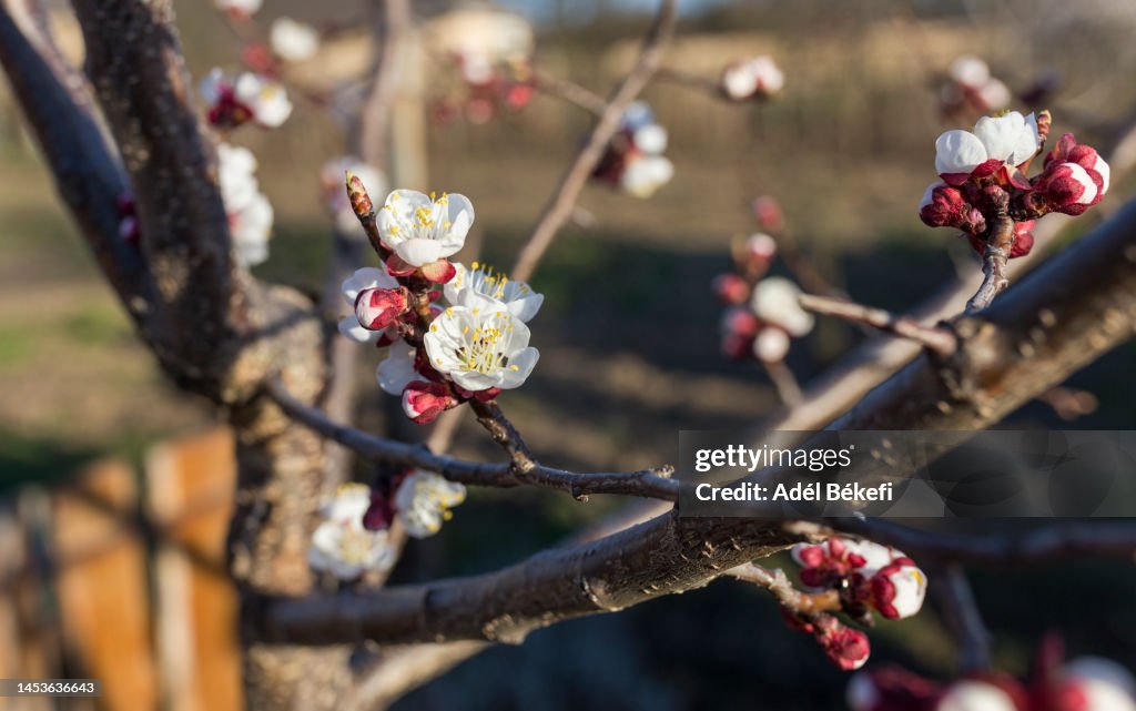 Apricot tree blossom