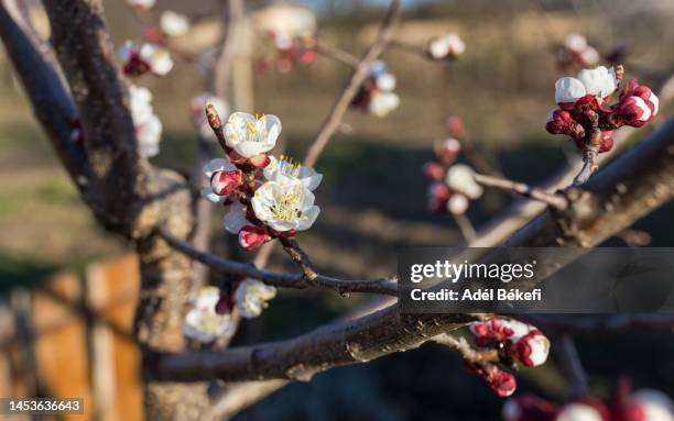 apricot tree blossom - abricoteiro - fotografias e filmes do acervo
