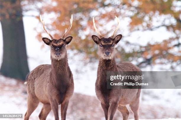 brothers in snow - wildlife photography stock pictures, royalty-free photos & images