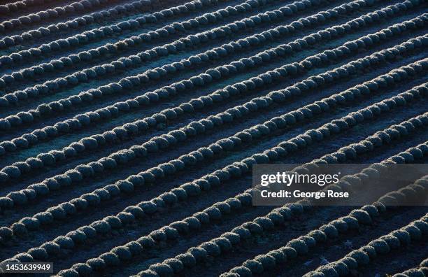 Frost coats a field of lavender as viewed on December 18 near Buellton, California. Following the notoriety from the Academy Award-winning film...