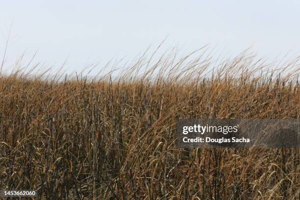 natural sea grass on the beach - reed grass family stock pictures, royalty-free photos & images