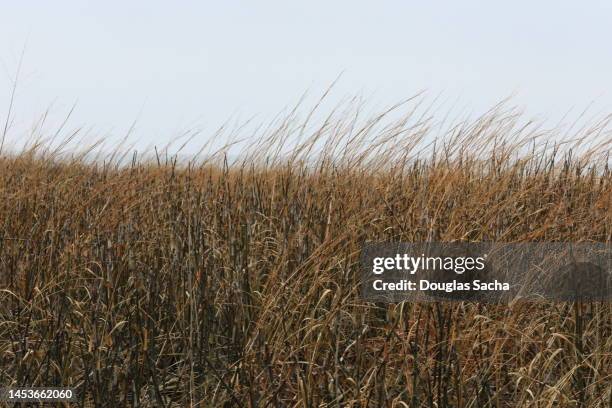 natural sea grass on the beach - reed grass family 個照片及圖片檔