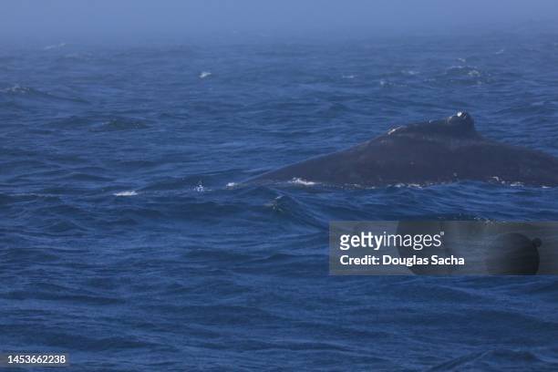 close up of a surfacing whale on the water surface - chinesischer weißer delfin stock-fotos und bilder