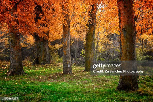 five trees - ulmaceae stock pictures, royalty-free photos & images