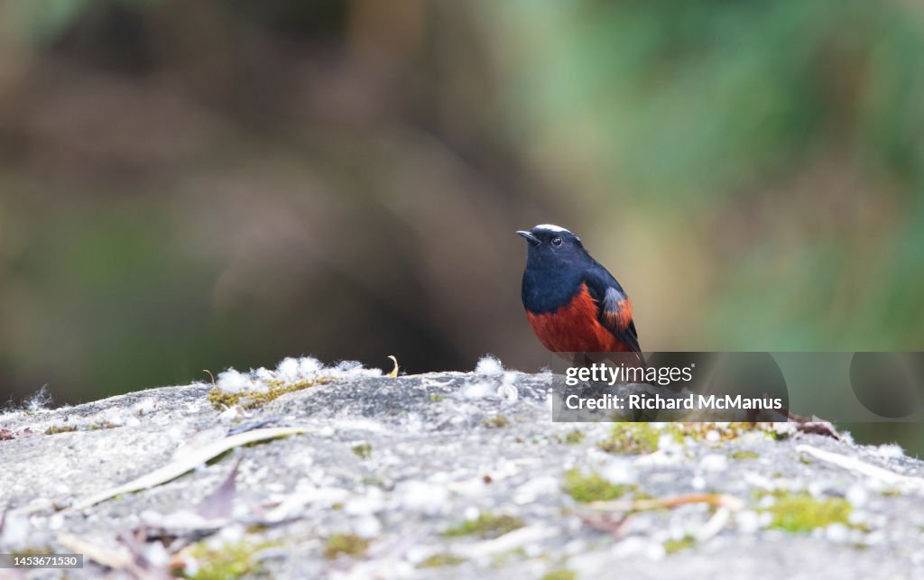 White capped water redstart.