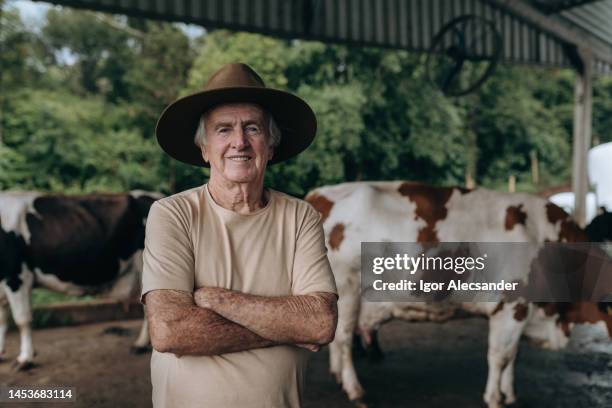 dairy cow farmer in the corral - ranch stockfoto's en -beelden