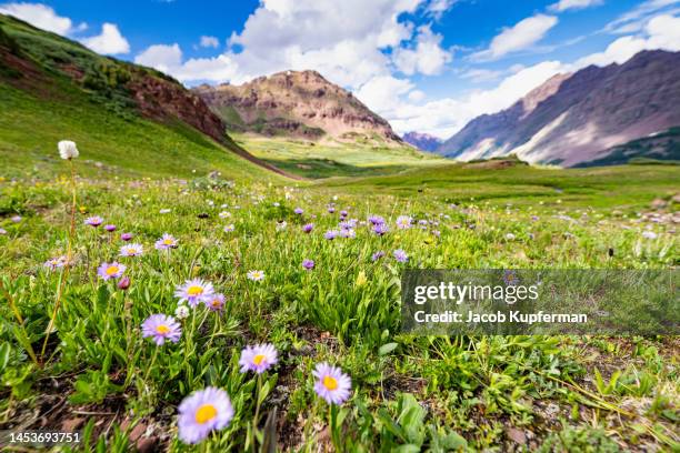 summer wildflowers in the state of colorado - maroon bells summer stock pictures, royalty-free photos & images