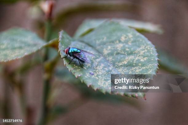 insect, fly - gliederfüßer stock-fotos und bilder