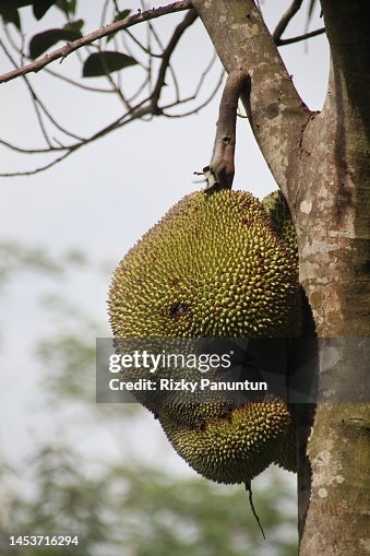 Jackfruit Fruit On Tree Jackfruit Fruit On Tree