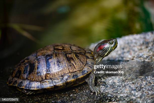 close up green tortoise leisure on the rock - freshwater turtle stock pictures, royalty-free photos & images