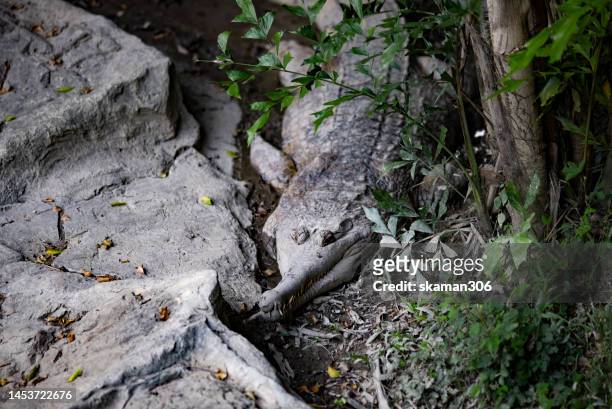 giant gavialis gangeticus (gharial) lying down and sleeping on the ground - crocodile mouth open stock pictures, royalty-free photos & images