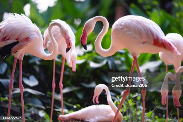 beautiful flamingo bird with green background - zoo fotografías e imágenes de stock