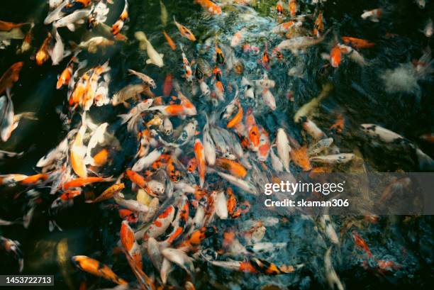 movement of japanese koi (carp)fish inside the pond with darkening background - oriental garden stockfoto's en -beelden