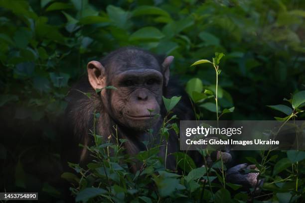 Chimpanzee sits in bushes of a zoo on May 20, 2022 in Mykolaiv, Ukraine. The Mykolaiv Zoo, whose collection of animals includes 400 species and about...