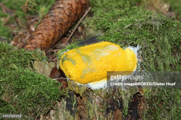 dog vomit slime mold (fuligo septica) or witch's butter, on old tree stump, allgaeu, bavaria, germany - fuligo septica stock pictures, royalty-free photos & images
