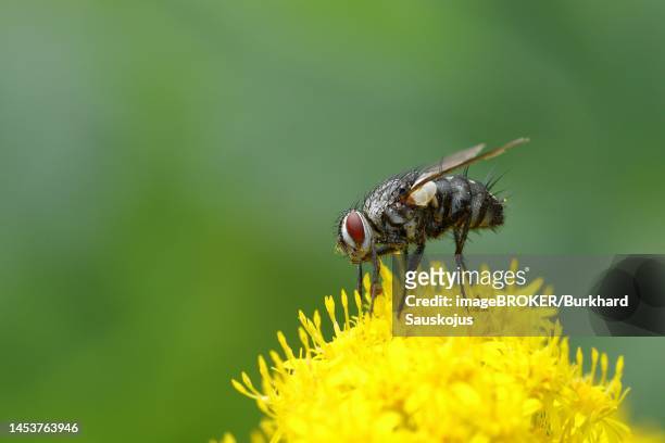 grey flesh fly (sarcophaga carnaria), on a yellow flower of goldenrod (solidago), wilden, north rhine-westphalia, germany - mosca de la carne fotografías e imágenes de stock