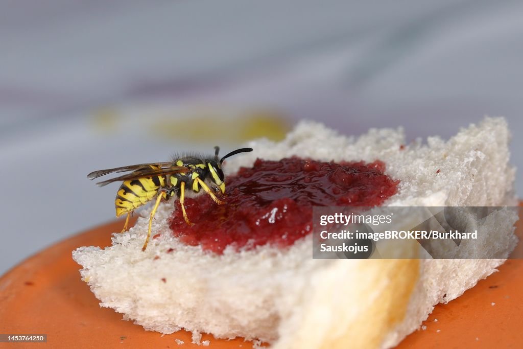 German wasp (Vespula germanica) feeding on a white bread with cherry jam, Wilden, North Rhine-Westphalia, Germany
