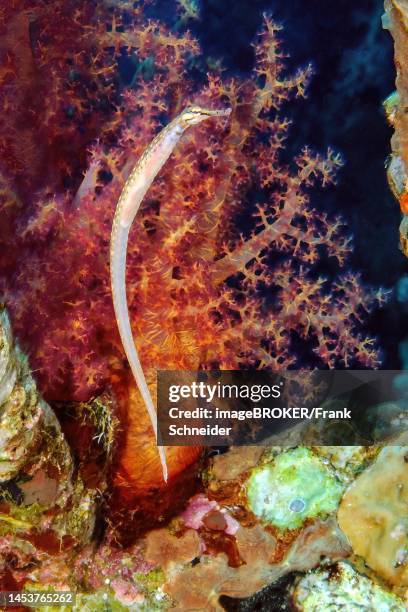 schultz's pipefish (corythoichthys schultzi), red sea, gulf of aqaba, aqaba, jordan - corythoichthys schultzi stock pictures, royalty-free photos & images