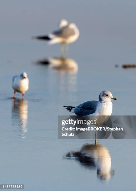 seagulls in the wadden sea, roemoe island, syddanmark, denmark - jutland ストックフォトと画像