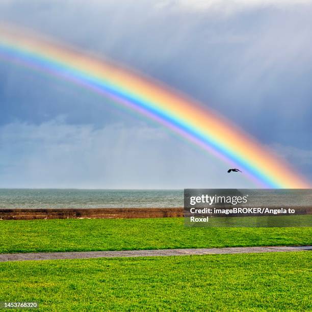 Rook Flying Photos and Premium High Res Pictures - Getty Images